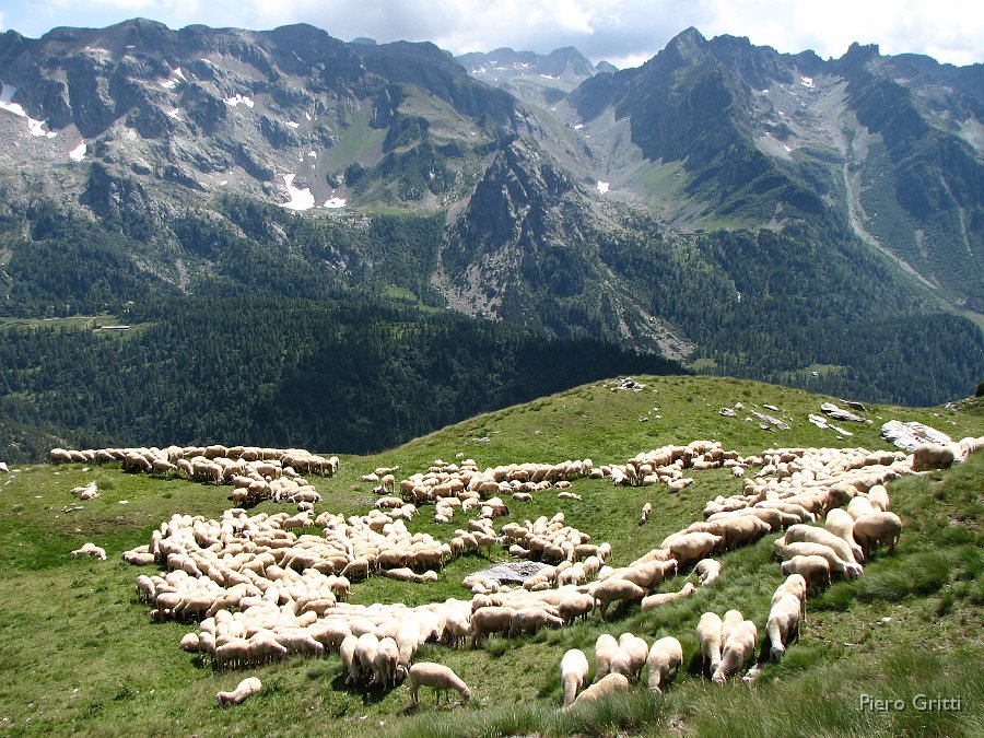 Masoni 240.jpg - Verso la Baita Masoni le pecore di Beppe